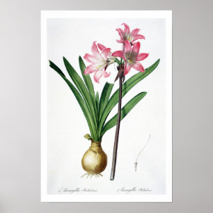 Amaryllis Belladonna från "Les Liliacees", engrav Poster