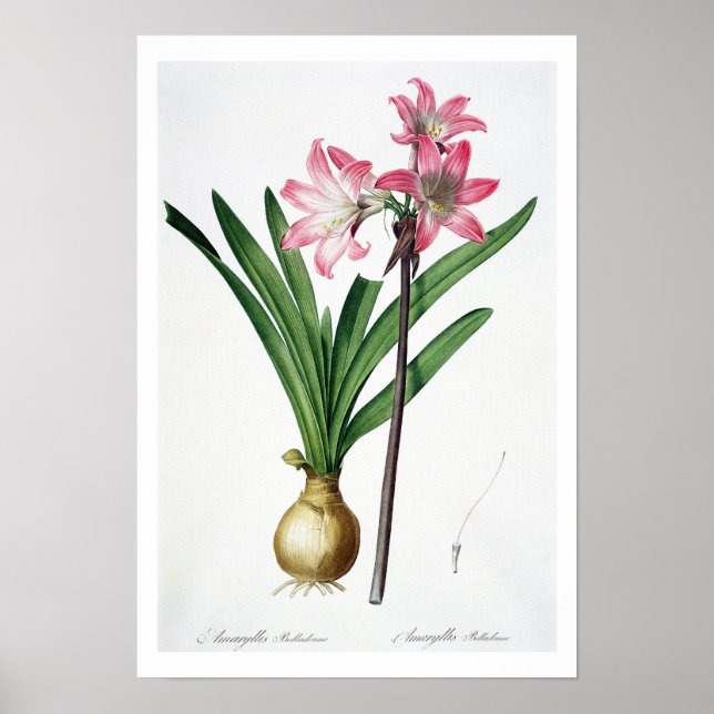 Amaryllis Belladonna från "Les Liliacees", engrav Poster (Framsidan)