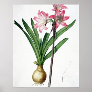 Amaryllis Belladonna från "Les Liliacees", engrav Poster