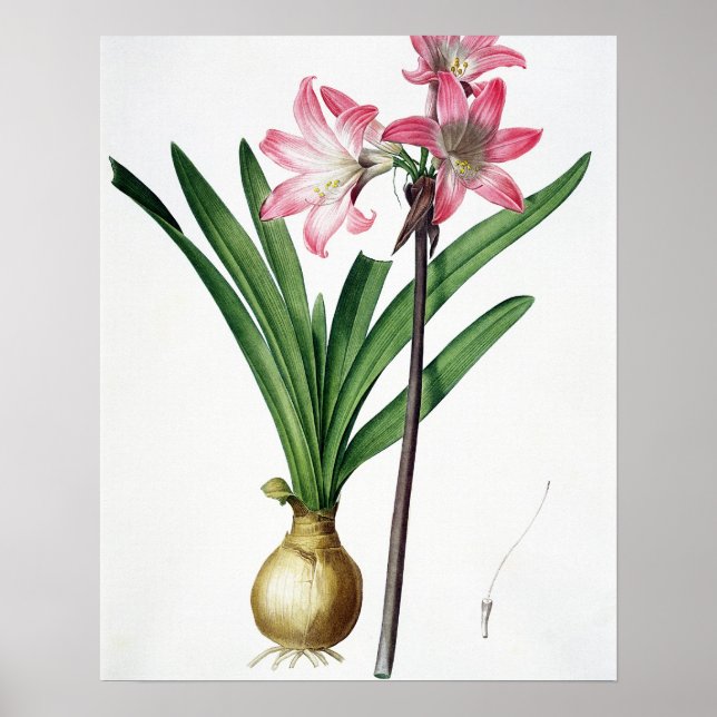 Amaryllis Belladonna från "Les Liliacees", engrav Poster (Framsidan)