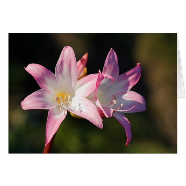 Amaryllis belladonna hälsningskort (Framsidan Horizontal)