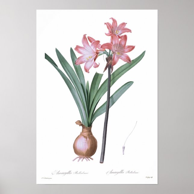 Amaryllis belladonna poster (Framsidan)