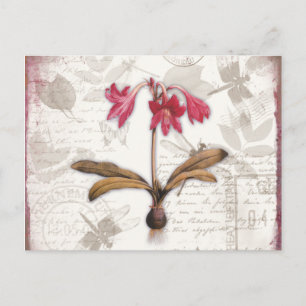 Amaryllis Belladonna Vykort