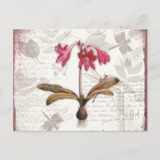 Amaryllis Belladonna Vykort