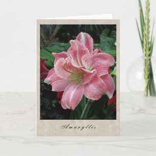 Amaryllis - blom- serie kort