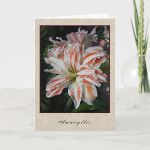Amaryllis - blom- serie kort