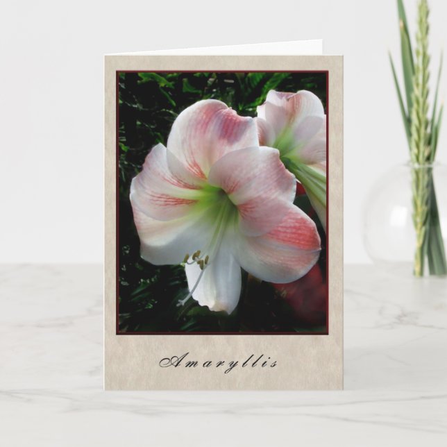 Amaryllis - blom- serie kort (Framsida)