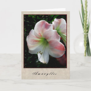 Amaryllis - blom- serie kort