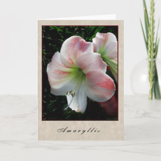 Amaryllis - blom- serie kort