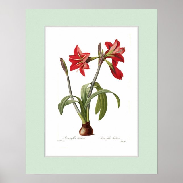 Amaryllis brasiliensis, Anpassningsbar gräns Poster (Framsidan)