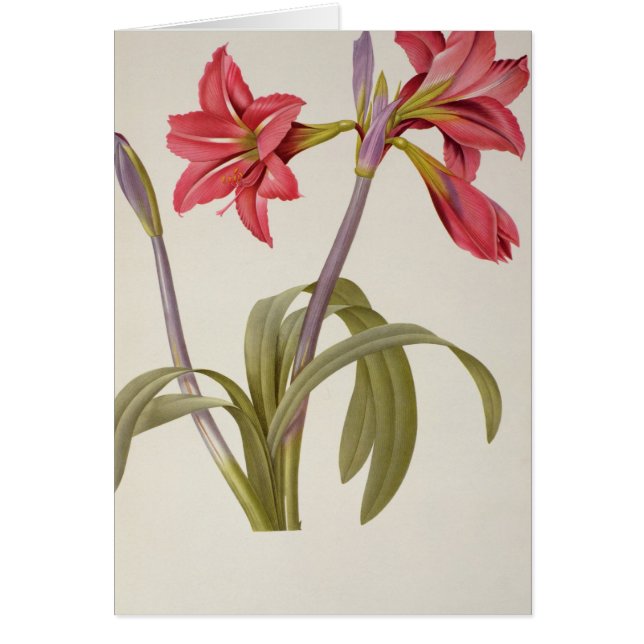Amaryllis Brasiliensis Hälsningskort (Framsidan)
