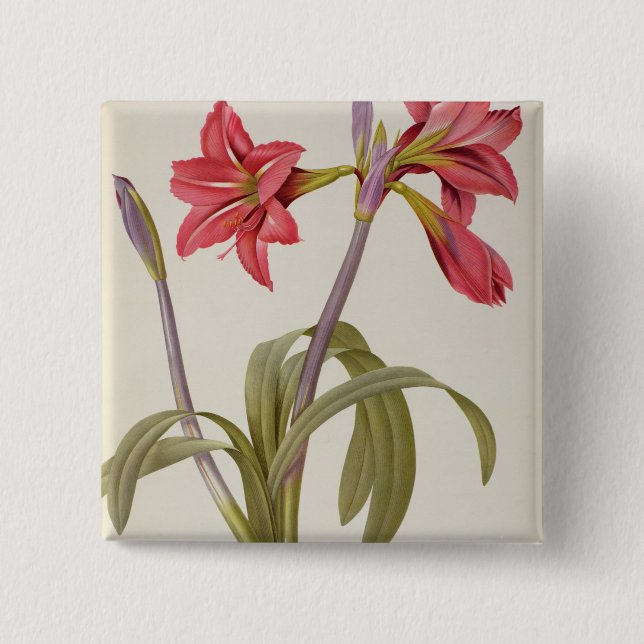 Amaryllis Brasiliensis Knapp (Framsida)