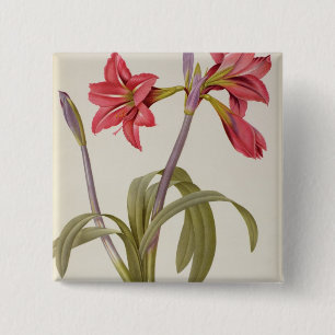 Amaryllis Brasiliensis Knapp
