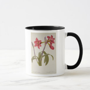 Amaryllis Brasiliensis Mugg