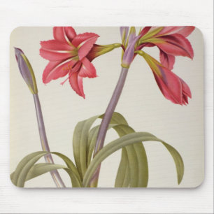 Amaryllis Brasiliensis Musmatta
