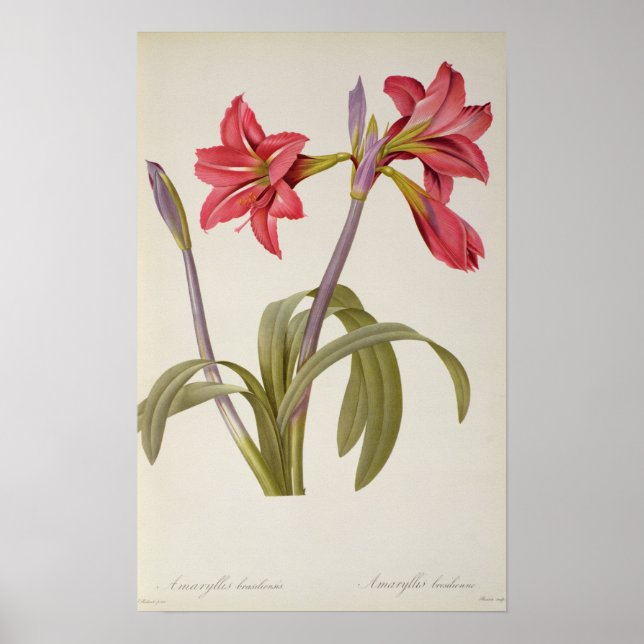 Amaryllis Brasiliensis Poster (Framsidan)