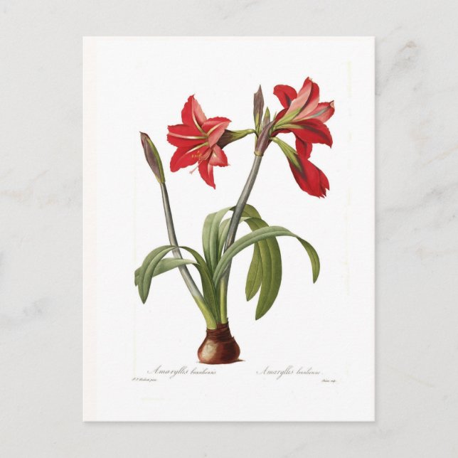 Amaryllis brasiliensis vykort (Framsida)