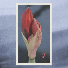 Amaryllis Bud Elegant Blommigt Slate Blue Pappersservett