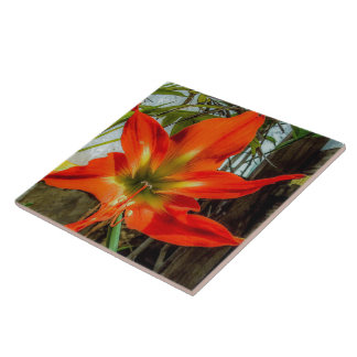 Amaryllis Closeup Ceramic Tile Kakelplatta