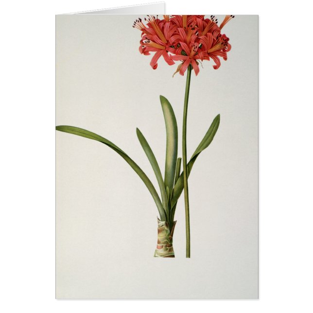 Amaryllis Curvifolia, 1809, från ` Les Hälsningskort (Framsidan)
