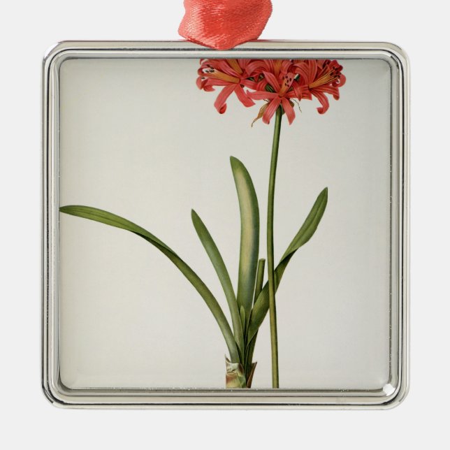 Amaryllis Curvifolia, 1809, från ` Les Julgransprydnad Metall (Framsidan)