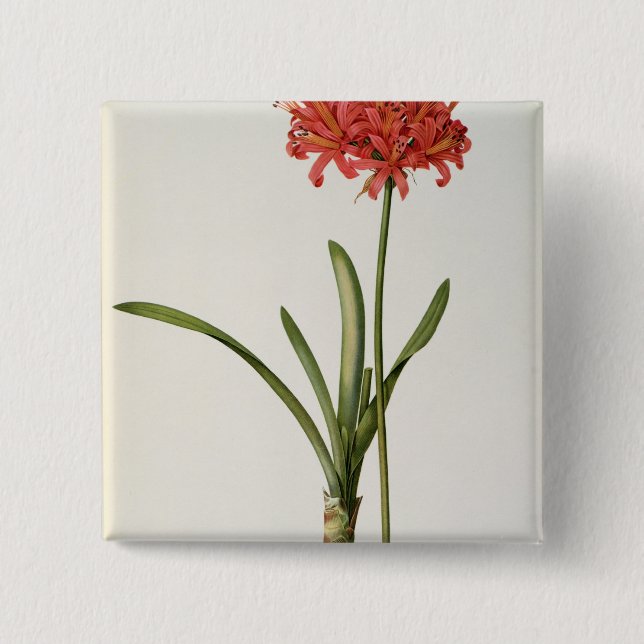 Amaryllis Curvifolia, 1809, från ` Les Knapp (Framsida)