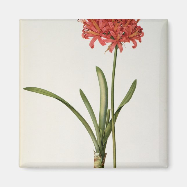 Amaryllis Curvifolia, 1809, from `Les Magnet (Framsidan)