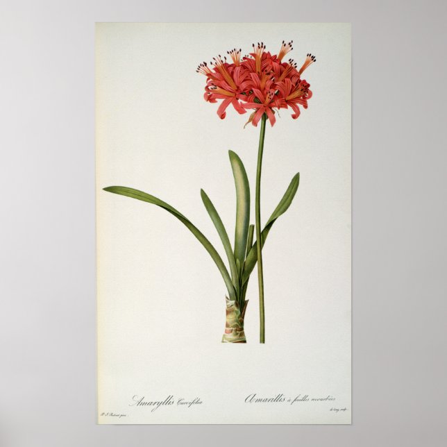 Amaryllis Curvifolia, 1809, from `Les Poster (Framsidan)