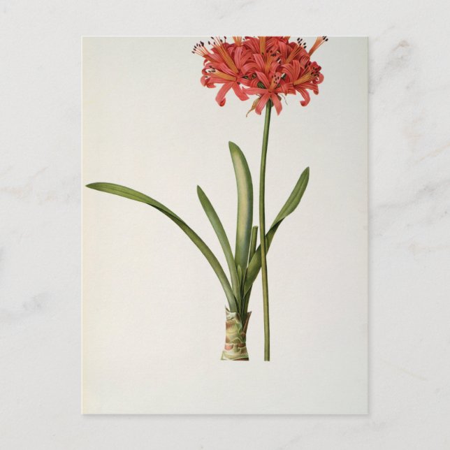 Amaryllis Curvifolia, 1809, from `Les Vykort (Framsida)