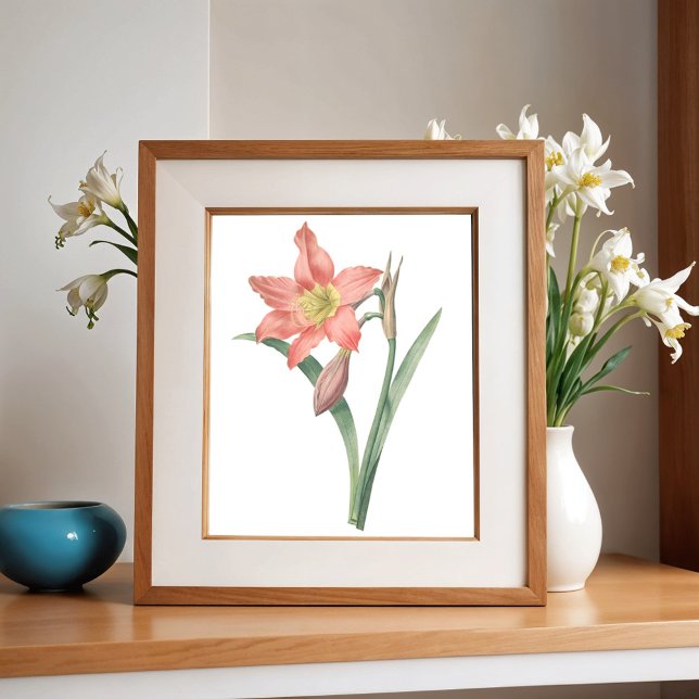 Amaryllis Equestre, Vintage Flower Botanical Poster (Skapare uppladdad)