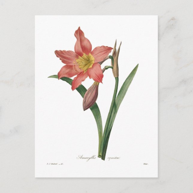 Amaryllis equestris vykort (Framsida)