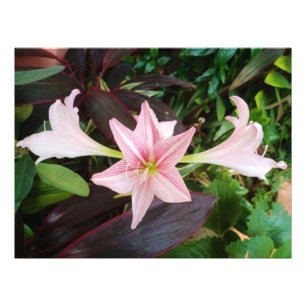 Amaryllis Flower Plant i Garden Fototryck