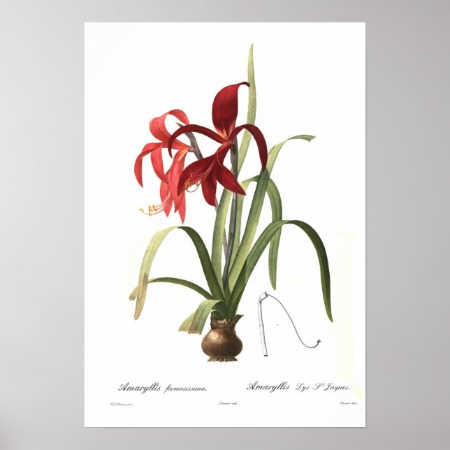 Amaryllis formosissima poster (Framsidan)