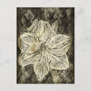 Amaryllis gammal tid skiss vykort