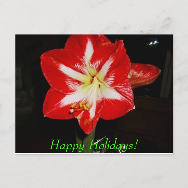 amaryllis glad helg! helg vykort (Framsida)