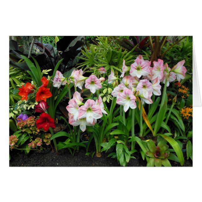 Amaryllis Hälsningskort (Framsidan Horizontal)