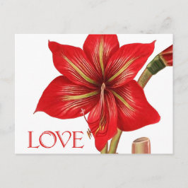 Amaryllis Helgdag vykort