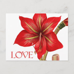 Amaryllis Helgdag vykort