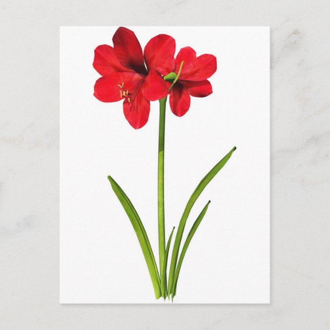 Amaryllis i rött vykort (Framsida)