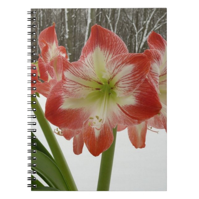 Amaryllis i Snö Red Helgdag Winter Blommigt Anteckningsbok Med Spiral (Framsidan)