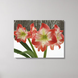 Amaryllis i Snö Red Helgdag Winter Blommigt Canvastryck