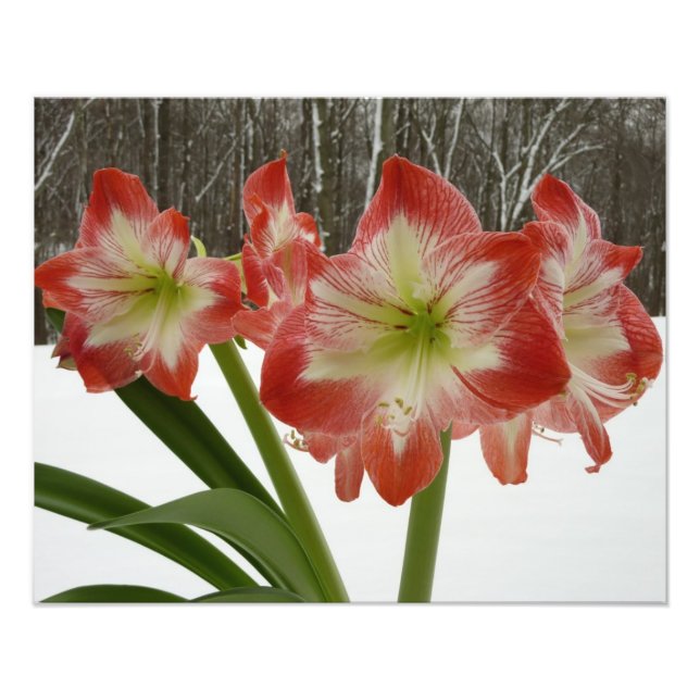 Amaryllis i Snö Red Helgdag Winter Blommigt Fototryck (Framsidan)