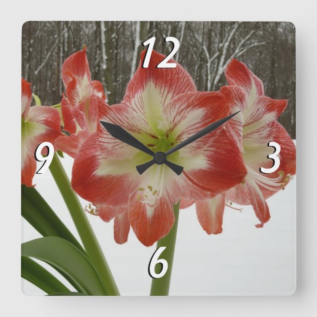 Amaryllis i Snö Red Helgdag Winter Blommigt Fyrkantig Klocka (Framsida)