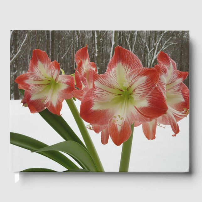 Amaryllis i Snö Red Helgdag Winter Blommigt Gästböcker (Framsida)