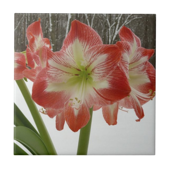 Amaryllis i Snö Red Helgdag Winter Blommigt Kakelplatta (Framsidan)