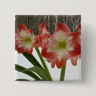 Amaryllis i Snö Red Helgdag Winter Blommigt Knapp