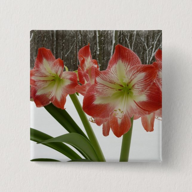 Amaryllis i Snö Red Helgdag Winter Blommigt Knapp (Framsida)