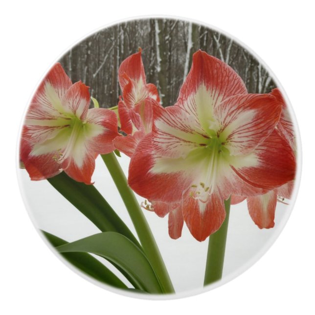 Amaryllis i Snö Red Helgdag Winter Blommigt Knopp (Framsidan)