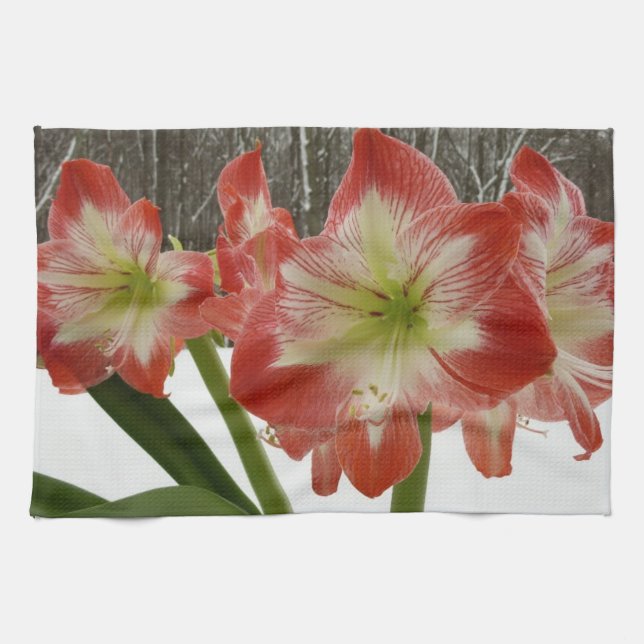 Amaryllis i Snö Red Helgdag Winter Blommigt Kökshandduk (Horisontell)