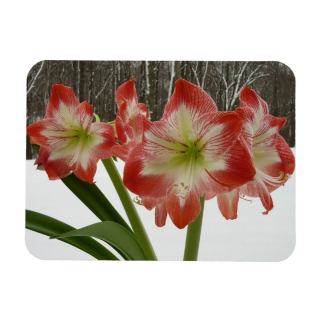 Amaryllis i Snö Red Helgdag Winter Blommigt Magnet (Horisontell)